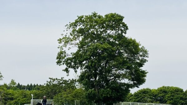 馬場 Riding ground